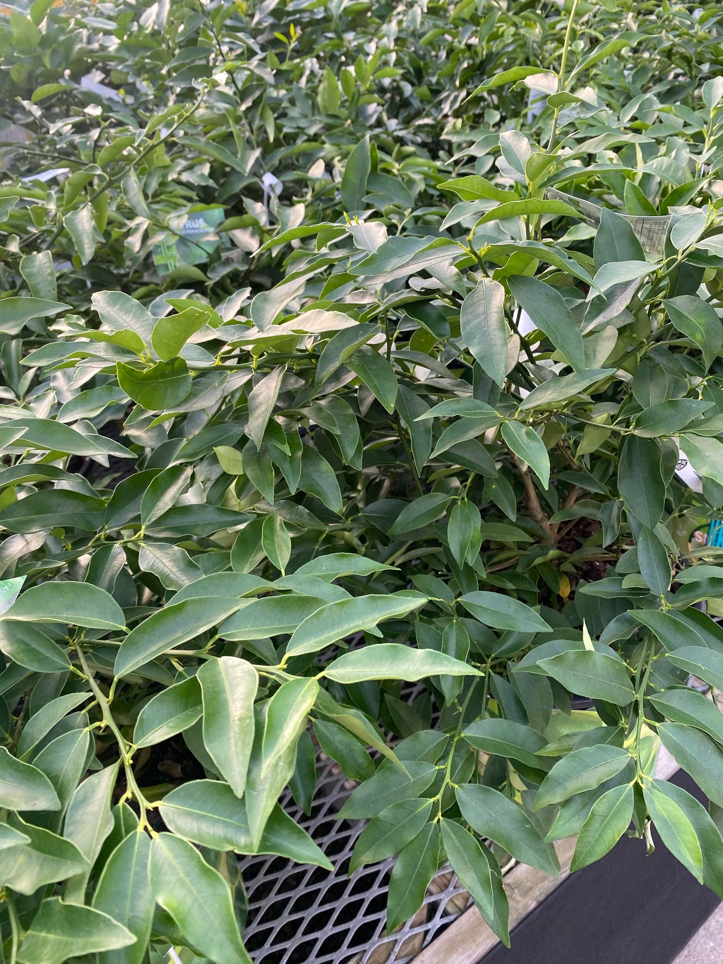 Citrus Lemon Tree