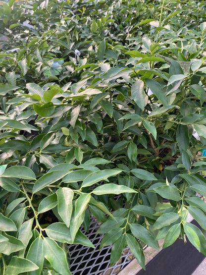 Citrus Lemon Tree