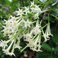 Cestrum Night Blooming Jasmine (grower pot)