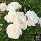 Mini Rose