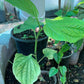 Betel (paan)