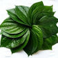 Betel (paan)