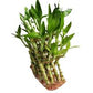 Pyramid 3lyre lucky bamboo