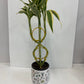 Lucky bamboo Eight