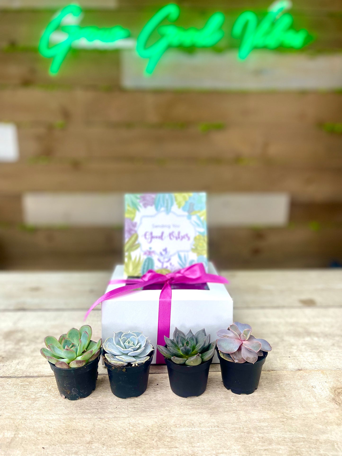 2.25” Baby Succulent Gift Box (Box of 4)