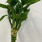 Lotus lucky bamboo