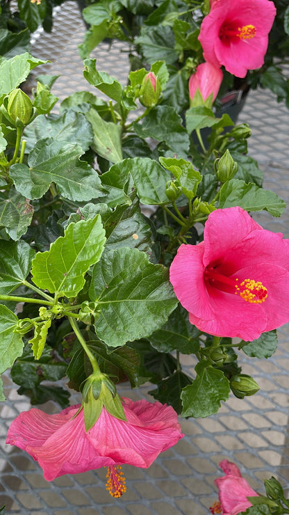 Hibiscus 10”assorted color
