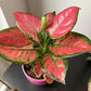 Algaonema  pink (planter not included)