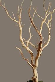 Manzanita wood Tree branch 6’/6.5’ (sand blast)