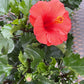 Hibiscus 10”assorted color