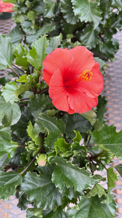 Hibiscus 10”assorted color