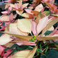 Poinsettiapot white/Red/brown/pink/