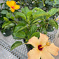 Hibiscus 10”assorted color