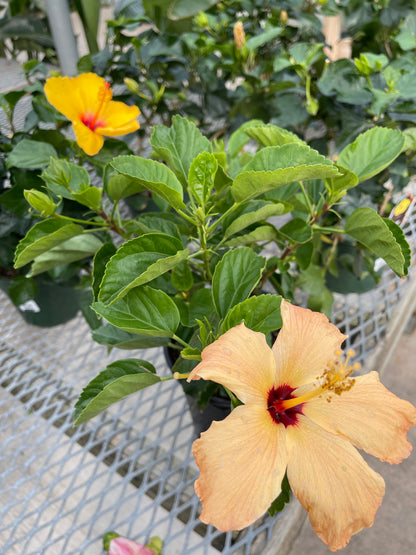 Hibiscus 10”assorted color
