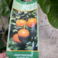 Orange 10”(citrus Navel/Owari  Mandarin/Blood orange)