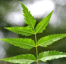 Neem Plant (Azadirachta indica) 6" Grower Pot