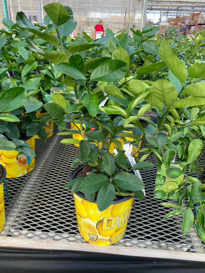Citrus Lemon Tree