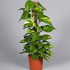 Devil's Ivy Totem – Air Purifying Trailing Plant | Canada