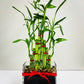 Feng Shui Lucky Bamboo (8 Stalks)