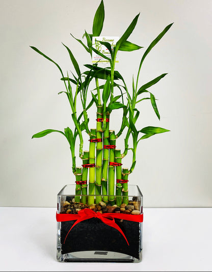 lucky bamboo 8 stalks meaning Feng Shui Lucky Bamboo (8 Stalks) – Plant Club