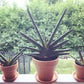 Sanseveria Starfish 10" Grower Pot