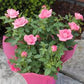 Mini Rose