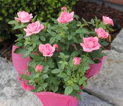 Mini Rose
