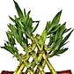 pyramid lucky bamboo with assorted pot)
