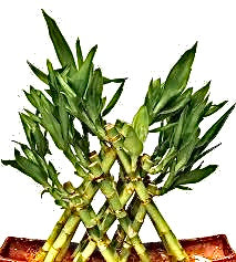 pyramid lucky bamboo with assorted pot)