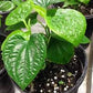 Betel (paan)