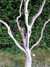 Manzanita wood Tree branch 6’/6.5’ (sand blast)