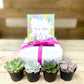 2.25” Baby Succulent Gift Box (Box of 4)
