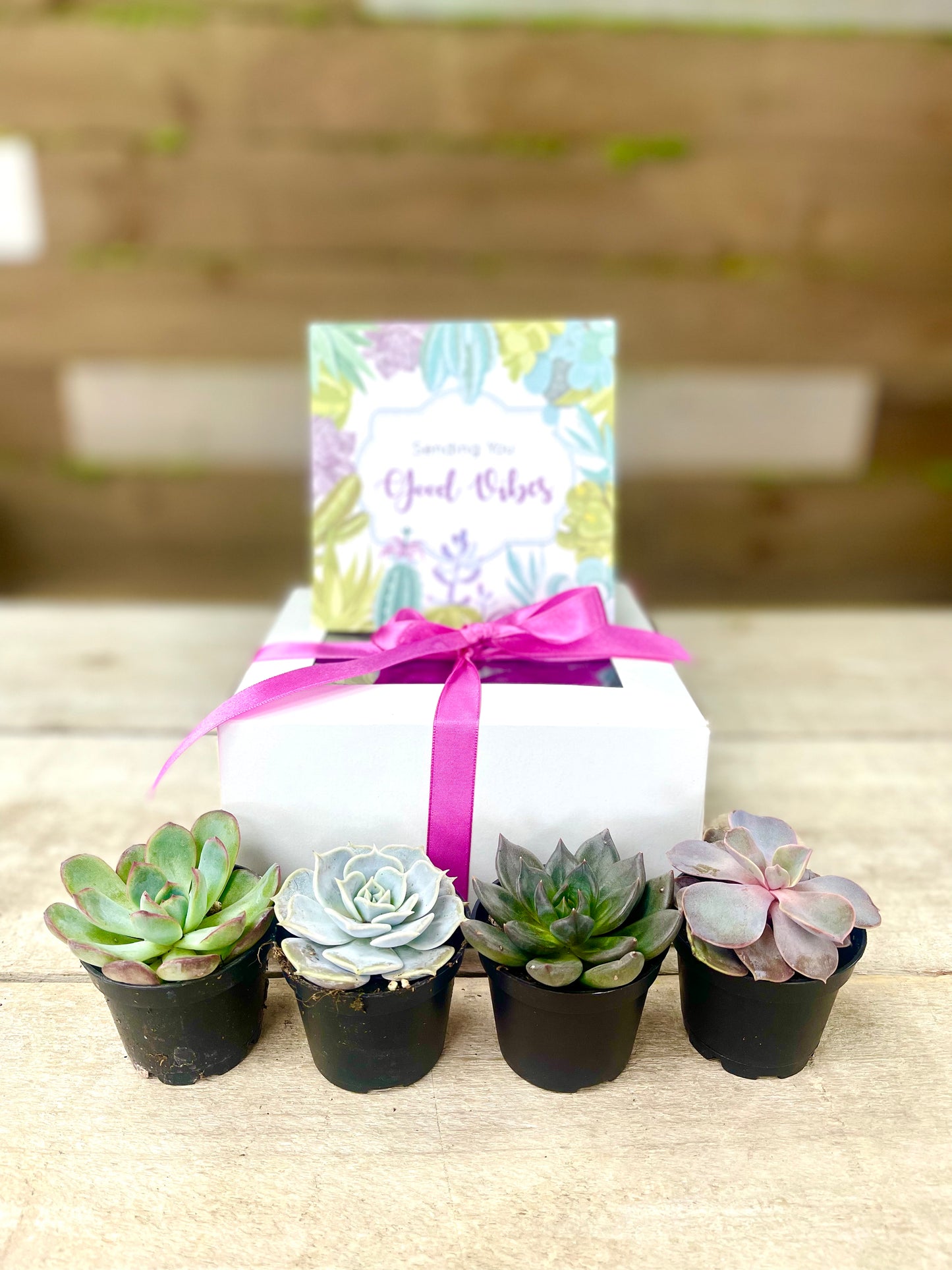 2.25” Baby Succulent Gift Box (Box of 4)