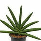 Sanseveria Starfish 10" Grower Pot
