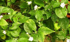 6”Jasmine Sambac Bush (grower pot)