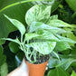 Marble Queen (3.5" /4" /6" Grower Pot) - Geoponics Inc