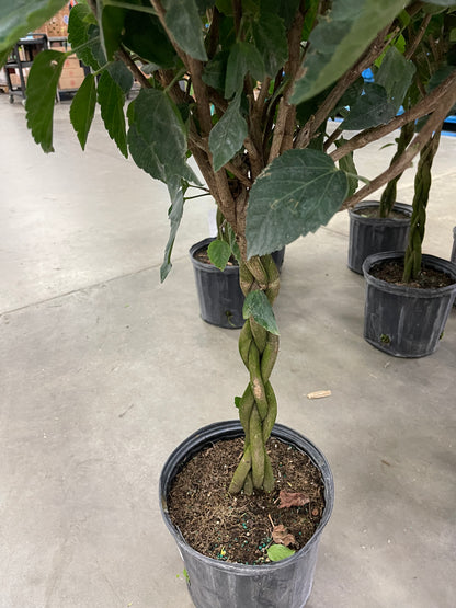 Hibiscus 10”assorted color