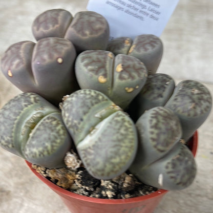 Lithops Living Stones – Pet-Friendly Succulent | Leo Lithop