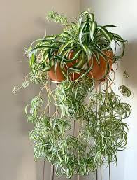 Spider Plant (assorted/Variegated Ocean