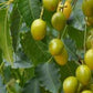Neem 6” grower pot