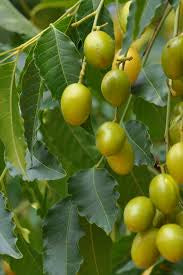 Neem Plant (Azadirachta indica) 6" Grower Pot