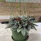 Peperomia Rosso 6” growing pot