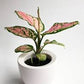 Algaonema  pink (planter not included)