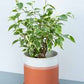 Ficus Benjamina 6  “ growing pot (assorted color green/light green/white and green