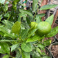 Orange 10”(citrus Navel/Owari  Mandarin/Blood orange)