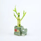 Large Elephant Bamboo Kit