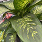 dieffenbachia (growing pot