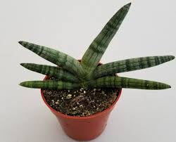 Starfish sensevaria 4”