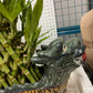 7 /5 layer pyramid lucky bamboo(Dragon pot)