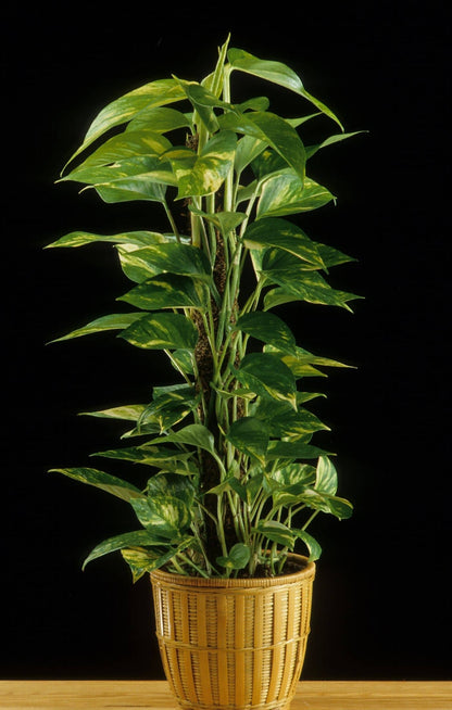 Devil's Ivy Totem – Air Purifying Trailing Plant | Canada